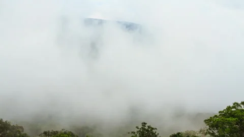 Very misty forest Stock Footage 284975098