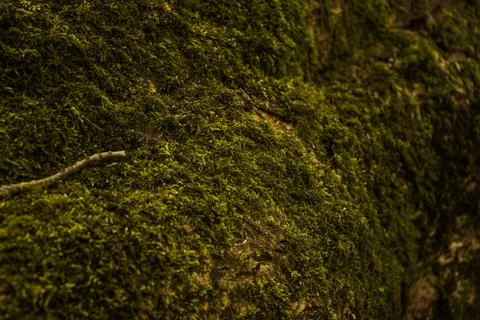 Very mossy tree Stock Photos