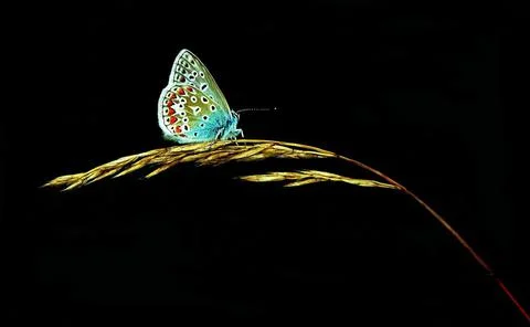 Very nice butterfly Stock Photos