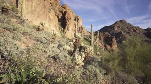 Very nice Cholla cactus and Saguaro's between the rocks at sunset Stock Footage 212858853