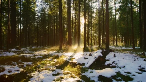 Very nice cinematic drone flight through the foggy winter forest the sun shines 스톡 동영상 246476872