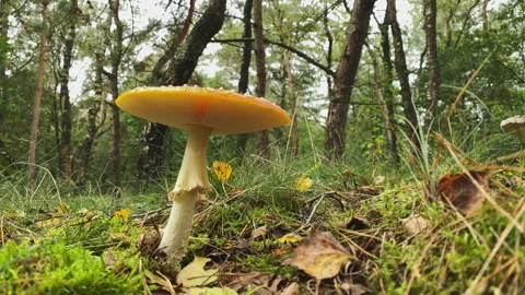 Very nice mushroom in the forest at fall. Stock Footage 212522034