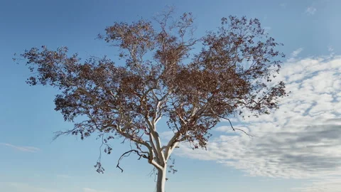 Very nice plane tree in the winter with some leaves being moved by the wind Stock Footage 217477631
