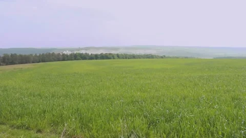 Very nice view of the field and the green grass Video stock 89923222