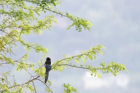 Very nice view of magpie on top a tree Stock Photos