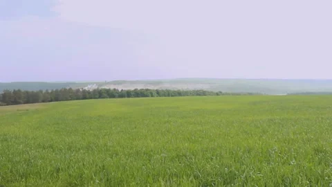 Very nice view of the never-ending green meadows Video stock 89923236