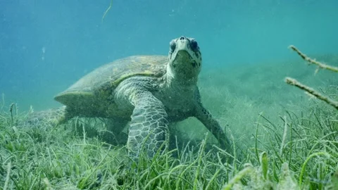 Very old-aged male Hawksbill Sea Turtle ... | Stock Video | Pond5