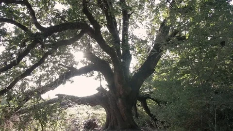 Very old ancient oak tree with the sun and sun flares zoom in tracking shot in Stock Footage 93291734