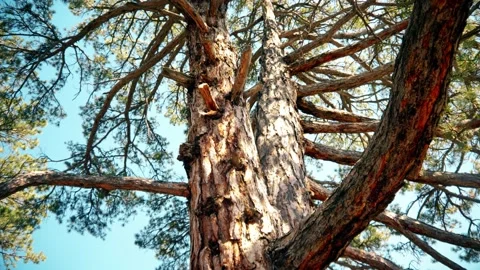 Very old and big pine trees. Ancient trees in the big forest 4K video Stock Footage 216531162
