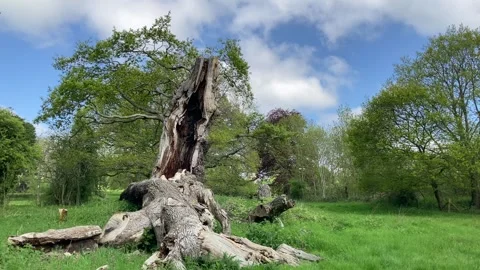 A very old and large oak tree still growing despite lightning strike 動画素材 247075640