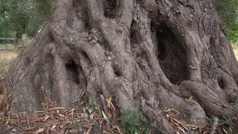 Very old big olive tree Stock Footage 161148475