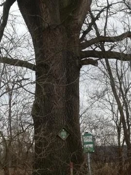 Very old big TREE   under  nature reserve control Foto stock