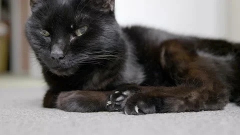 Very old black cat waking up from a nap Stock Footage 137459471