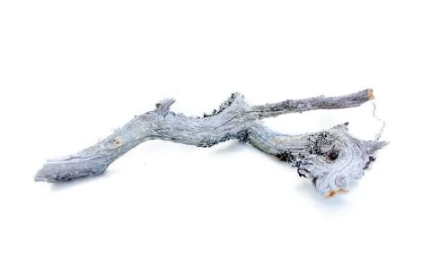 Very old decrepit tree branch Stock Photos