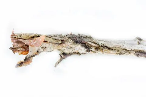 Very old decrepit tree branch Stock Photos