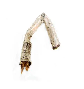 Very old decrepit tree branch piece of untouched died of natural causes tr... Stock Photos