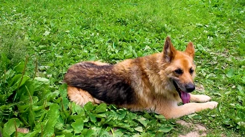 Very old dog breathing heavily in heat. Stock Footage 156719829