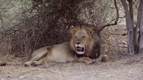 Very old Lion sitting next to a bush Video stock 160541706