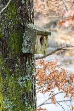 Very old nesting bird box covered in lichen and moss, hanging on a tree in .. Stock Photos