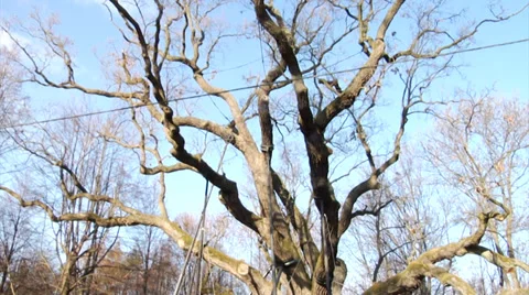 The very old oak tree Bartek, the most famous tree in Poland, c.650 years old 4 Stock Footage 39805075