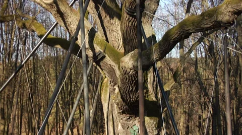 The very old oak tree Bartek, the most famous tree in Poland, c.650 years old 2 動画素材 39805112