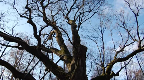 The very old oak tree Bartek, the most famous tree in Poland, c.650 years old 1 Stock Footage 39805129