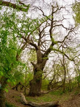 Very old oaks in the Danube delta Stock Photos