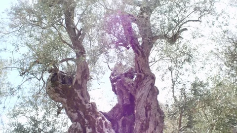 Very old olive tree in the field of Libano on a sunny day 스톡 동영상 262254149