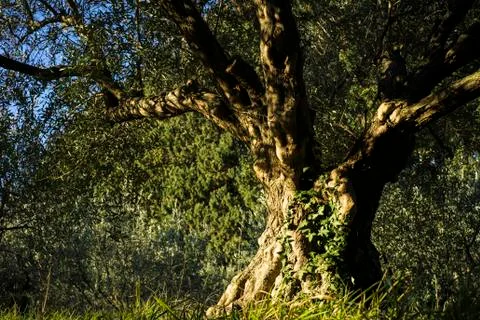 Very old olive tree located in Slovenia Stock Photos