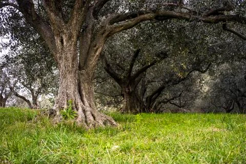 Very old olive tree located in Slovenia Stock-Fotos