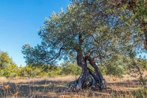 Very old olive tree Stock Photos