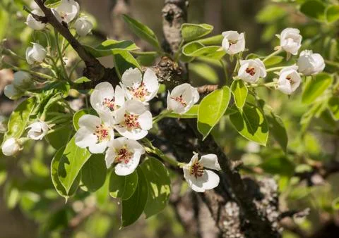 Very old pear tree in bloom Stock Photos