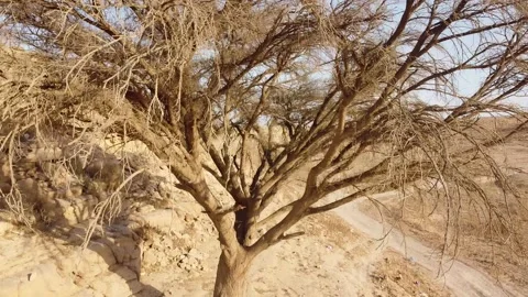 Very Old Scary Tree Saudi Arabia Stock Footage 171835233