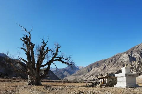 Very old single tree in a mountain valley and a Buddhist stupa Stock Photos