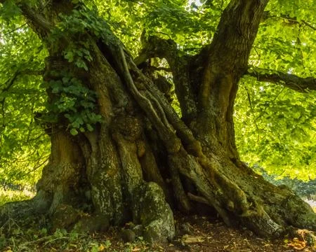Very old stem of a linden tree Stock Photos