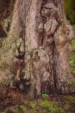 Very old tree, deformed, Stock Photos