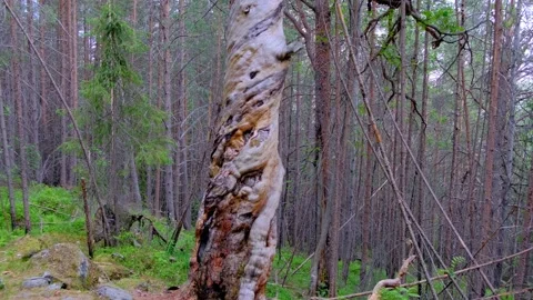 A very old tree in the forest from which the bark was stripped off by lightning Stock Footage 157781524