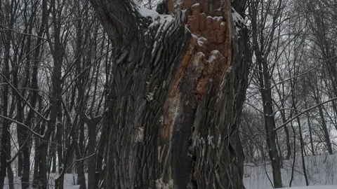 Very old tree with half rotten trunk in a snowy park 動画素材 233522974