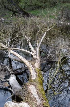 A very old tree lying in a river. Stock Photos