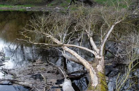 A very old tree lying in a river. Stock Photos