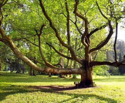 Very old tree in the park Stock Photos