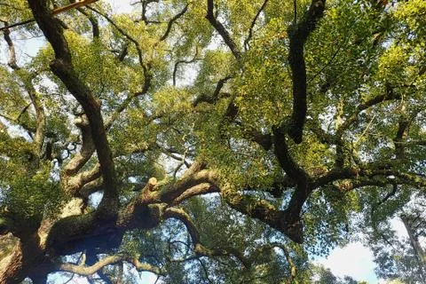 Very old tree in a park Stock Photos