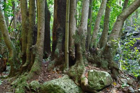 Very old tree in the rain forest canyon Cubo De La Galga in La Palma, Spain. Stock Photos