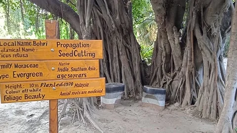 A very Old tree with sitting place in it Video stock 150701311