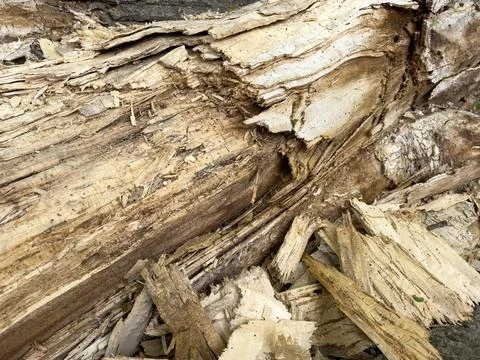 A very old tree trunk on the ground Stock Photos