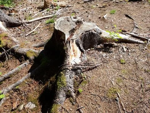 Very old tree trunk with roots Stock Photos