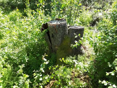 Very old trunk in the forest Stock Photos