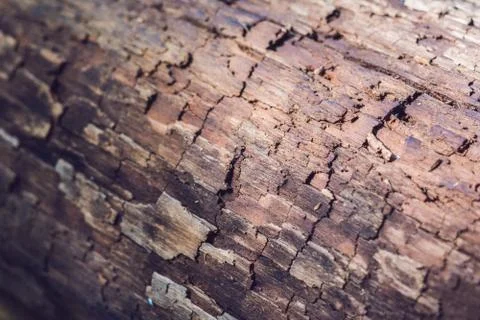 Very Old Wood Background Stock Photos