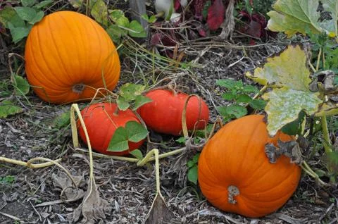Very orange pumpkins Stock Photos