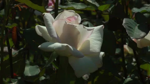 Very pale pink rose Stock Footage 24706061